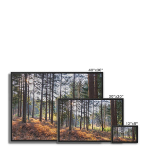 Bolder pines Framed Canvas