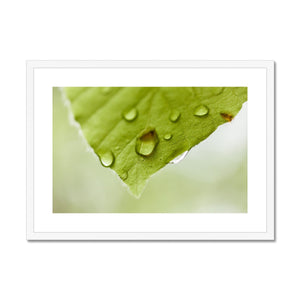 Leaf Macro 2 Framed & Mounted Print