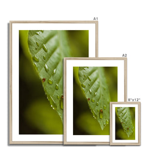 Leaf Macro 3 Framed & Mounted Print