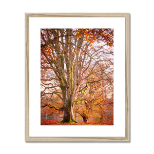 Forest 24 Framed & Mounted Print