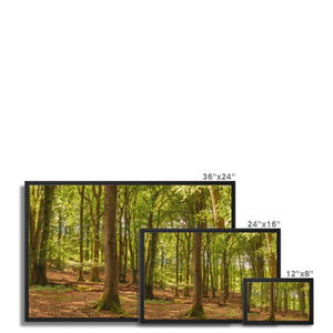 Forest 21 Framed Canvas