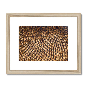 Sun Flower seeds 5 Framed & Mounted Print