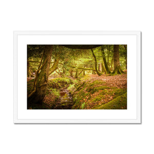 Forest 6 Framed & Mounted Print