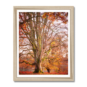 Forest 24 Framed Print