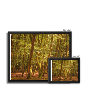 Forest 26 Framed Canvas