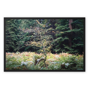 Baby beech Autumn Framed Canvas