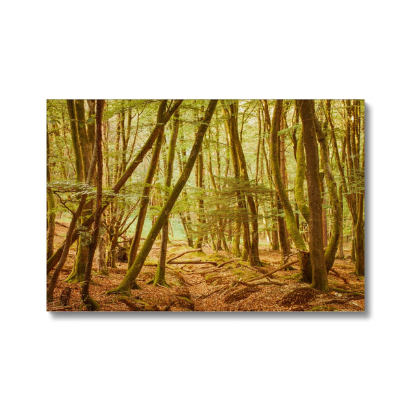 Forest 11 Canvas