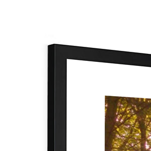 In the Shadow of Trees