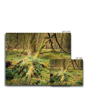 Forest 22 Canvas