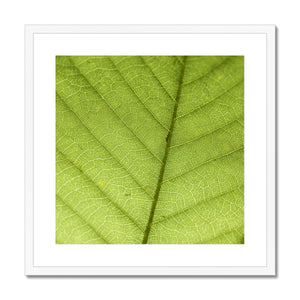 Leaf Macro 6 Framed & Mounted Print