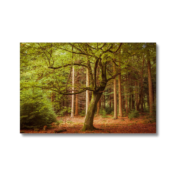 Forest 12 Canvas