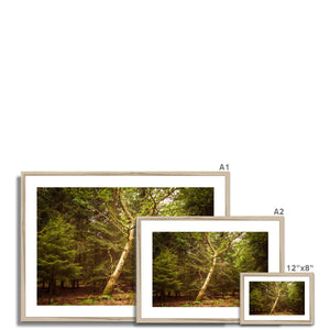 Forest 7 Framed & Mounted Print