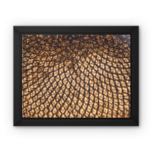 Sun Flower seeds 5 Framed Canvas