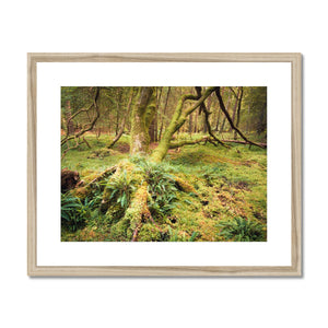 Forest 22 Framed & Mounted Print