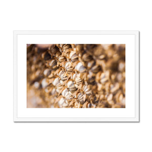 Sun Flower seeds 2 Framed & Mounted Print