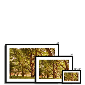 Forest 2 Framed & Mounted Print