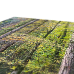 Tranquil autumn woodland