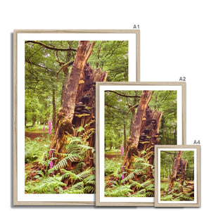 Forest  23 Framed Print