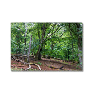 Deep forest landscape