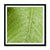 Leaf Macro 5 Framed Print