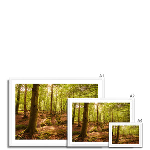 Forest 8 Framed Print