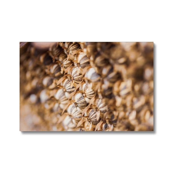 Sun Flower seeds 2 Canvas