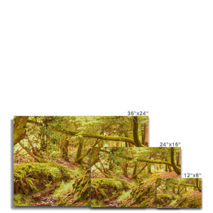 Forest 6 Canvas