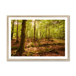 Forest 8 Framed Print