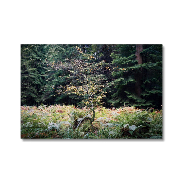 Baby beech Autumn Canvas