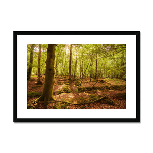 Forest 8 Framed & Mounted Print