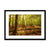 Forest 8 Framed & Mounted Print