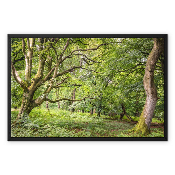 Bolderwood 3 Framed Canvas