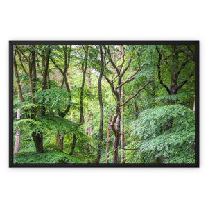 Bolderwood 2 Framed Canvas