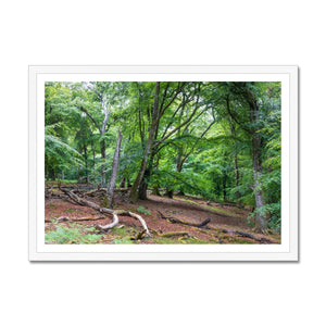 Bolderwood 1 Framed Print