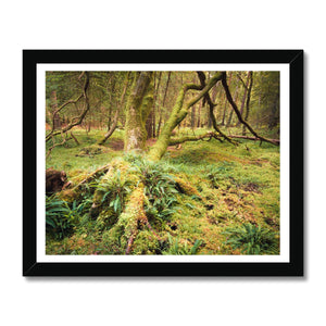 Forest 22 Framed Print