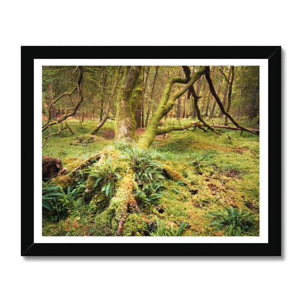 Forest 22 Framed Print