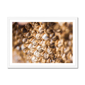 Sun Flower seeds 2 Framed Print