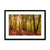 Forest 9 Framed & Mounted Print