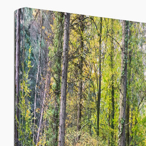 Tranquil autumn woodland