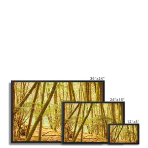 Forest 11 Framed Canvas