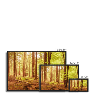 Forest 5 Framed Canvas