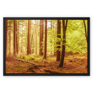 Forest 5 Framed Canvas