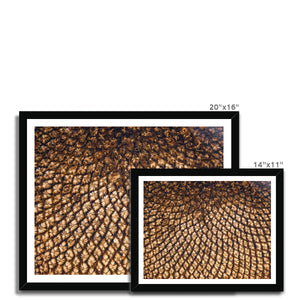 Sun Flower seeds 5 Framed Print