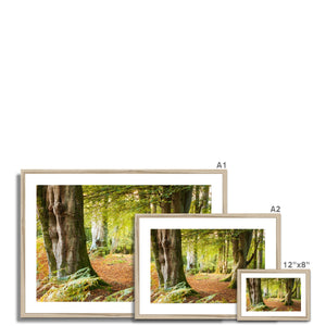 Forest 18 Framed & Mounted Print