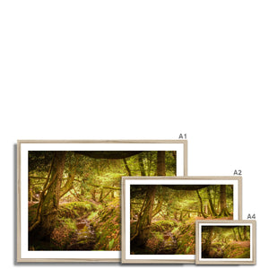 Forest 6 Framed Print