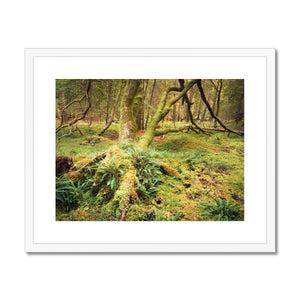 Forest 22 Framed & Mounted Print