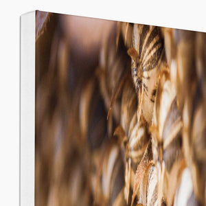 Sun Flower seeds 2 Canvas