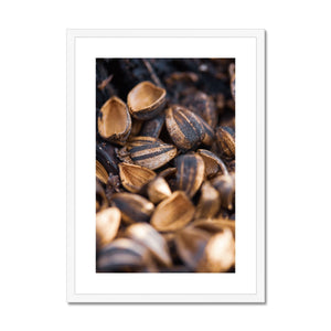 Sun Flower seeds 3 Framed & Mounted Print