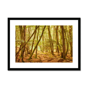 Forest 11 Framed & Mounted Print