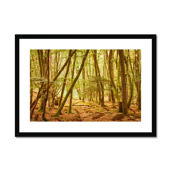 Forest 11 Framed & Mounted Print